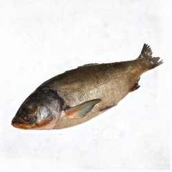 Товстолоб (Дніпровська риба)